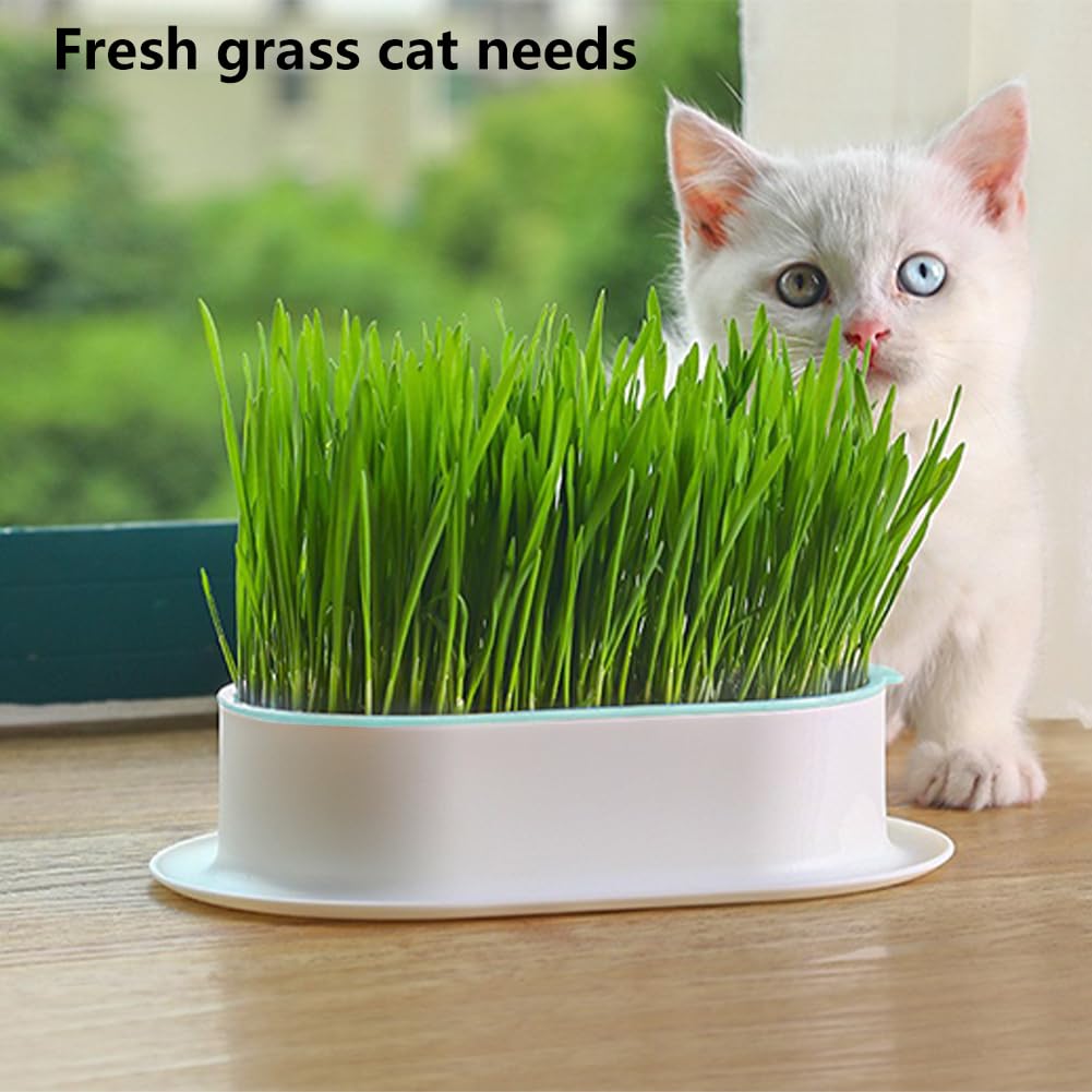 Cat Grass Growing Kit N75641