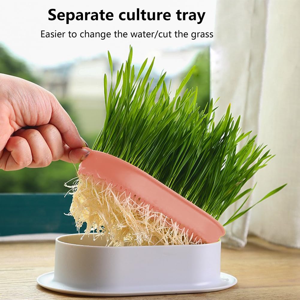 Cat Grass Growing Kit N75641