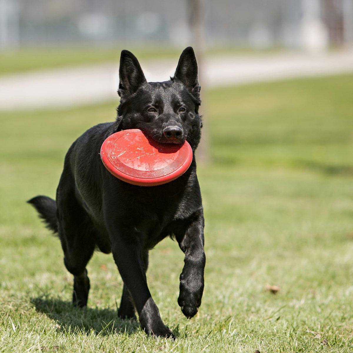 Natural Rubber Flying Disc Fetch Toy A2876
